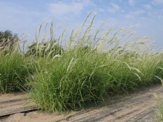 Arizona Cottontop - Native